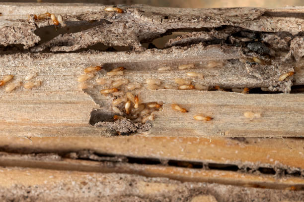Best Residential Pest Control  in New Glarus, WI